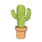Cactus