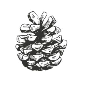 Pinecone