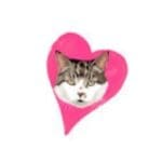 Cat Love