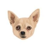 Dog 1